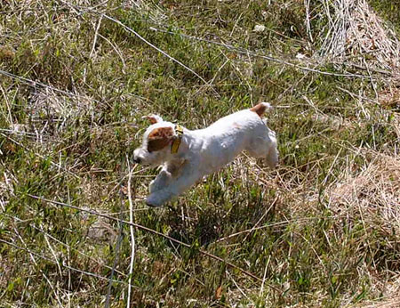 ジャックの放牧