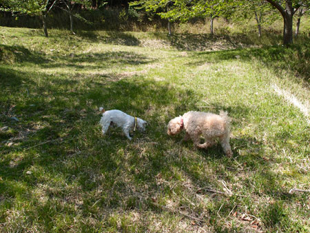 ジャックの放牧