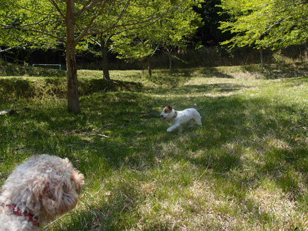 ジャックの放牧