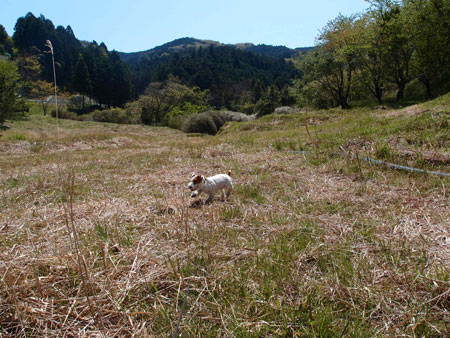 ジャックの放牧