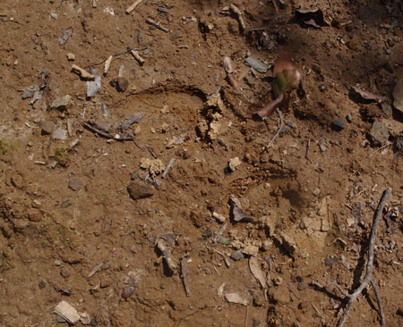 鹿の足跡
