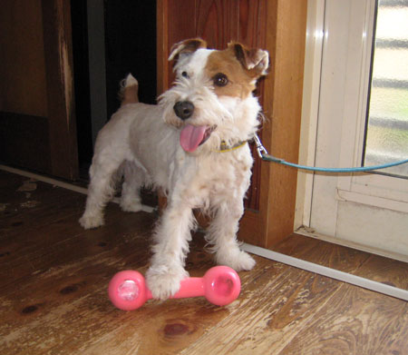 ダンベルジャック