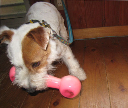 筋トレジャック