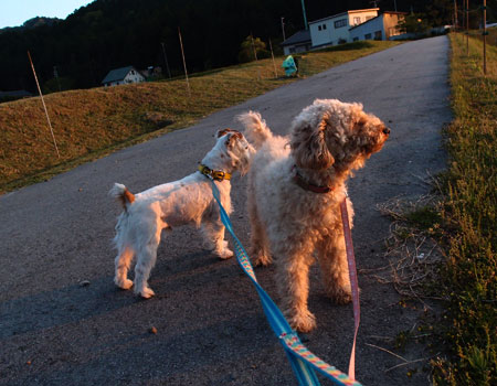 モカとジャック