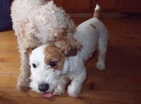 ジャックとモカ