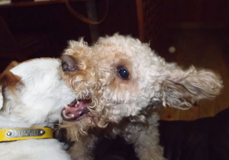 ジャックとモカ