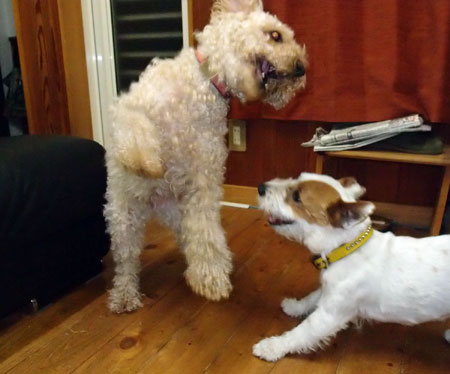 ジャックとモカ