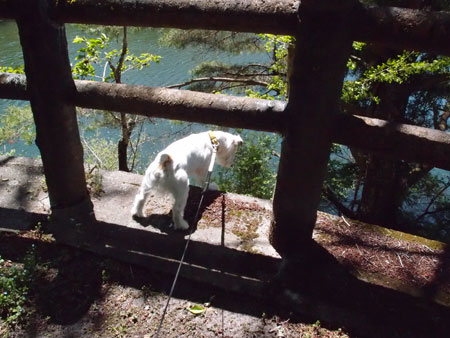 モカとジャック