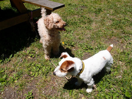 モカとジャック