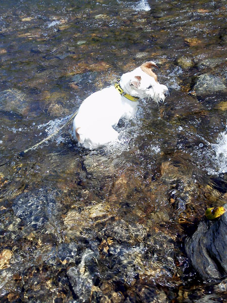 ジャックの川遊び