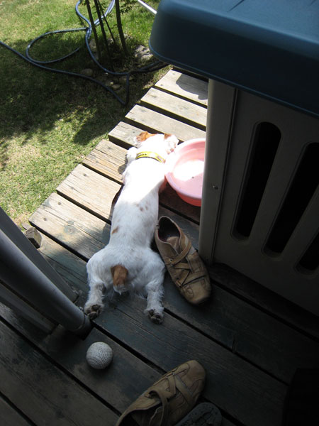 ジャックラッセルの昼寝