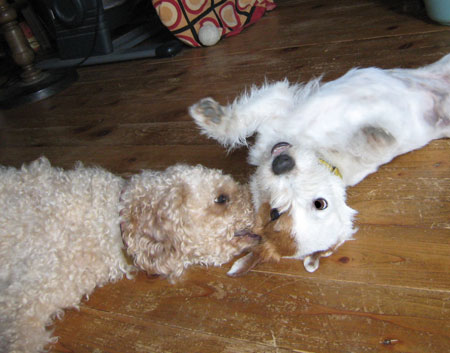 ジャックラッセルの攻防