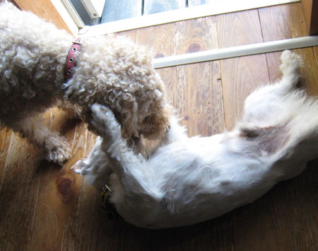 ジャックとモカ