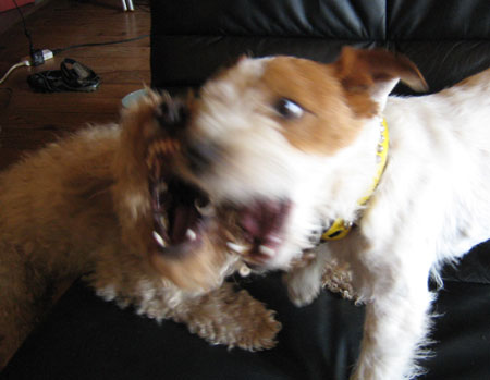 ジャックとモカ