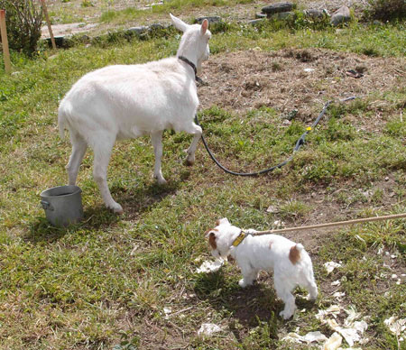 ヤギのメイとジャック