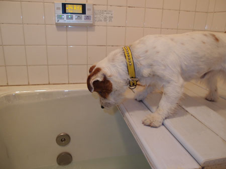 ジャックの入浴