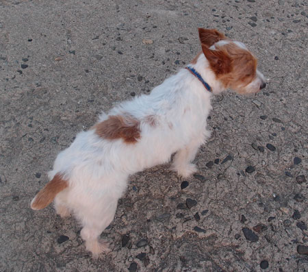 ジャックの親戚か