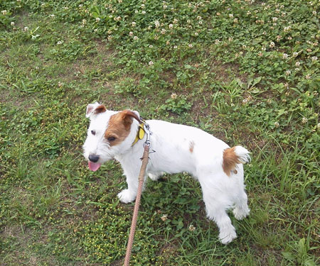ジャックラッセル