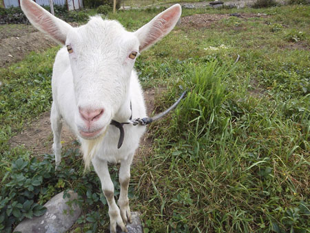 ヤギのメー