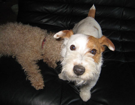 ジャックラッセル