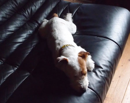 ジャックラッセル