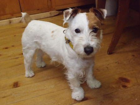 jジャックラッセル