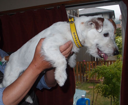 ジャックラッセル