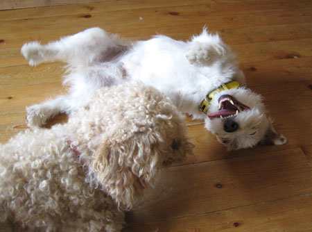 ジャックラッセルテリア