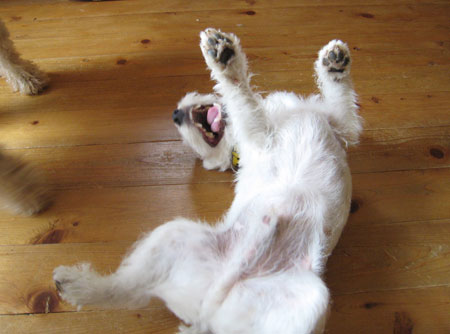 ジャックラッセルテリア