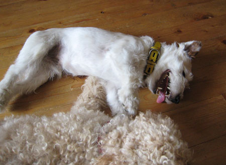 ジャアクラッセルテリ