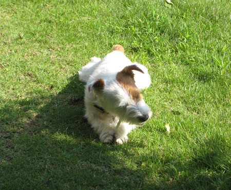 ジャックラッセルテリア