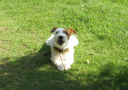 ジャックラッセルテリア