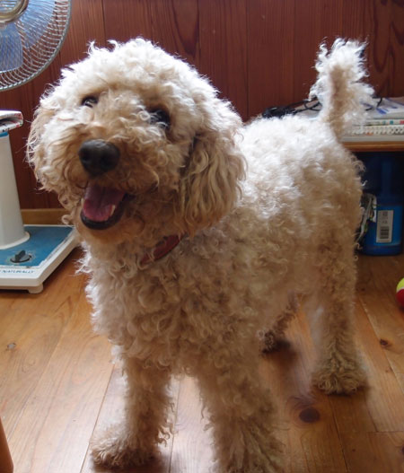 プードル　モカ
