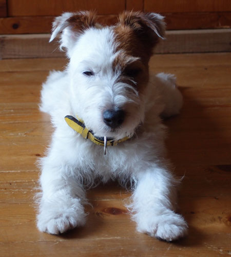 ジャックラッセル