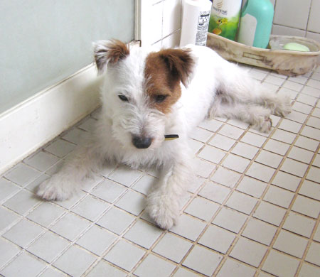 浴室のジャック