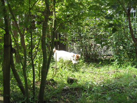 ジャック庭探索