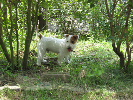 ジャック庭探索