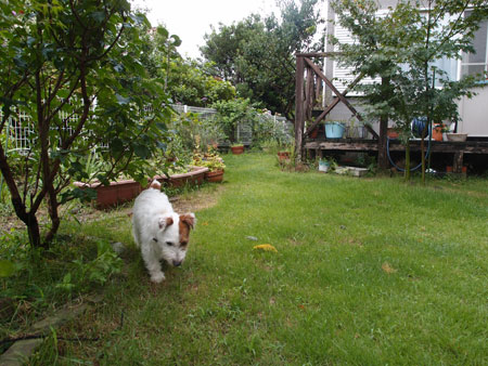 探索ジャックラッセルテリア