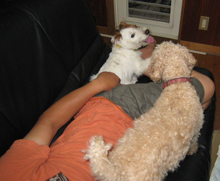 ジャックラッセルテリア