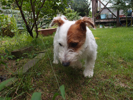 探索ジャックラッセルテリア