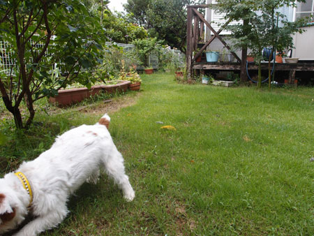 探索ジャアクラッセル