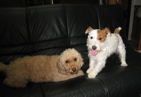 ジャアクラッセルとプードル