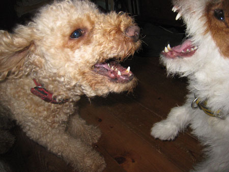 噛みつきごっこ