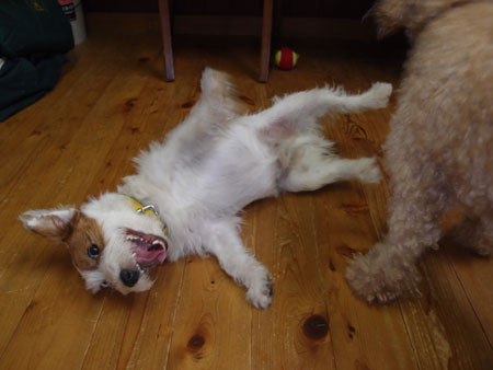 ジャックラッセルテリア