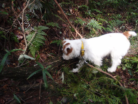 ジャックラッセル