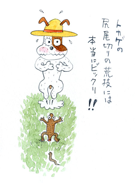 ジャックラッセルテリア