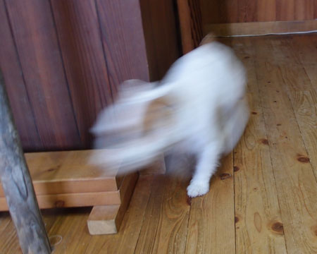 ジャックの疾走