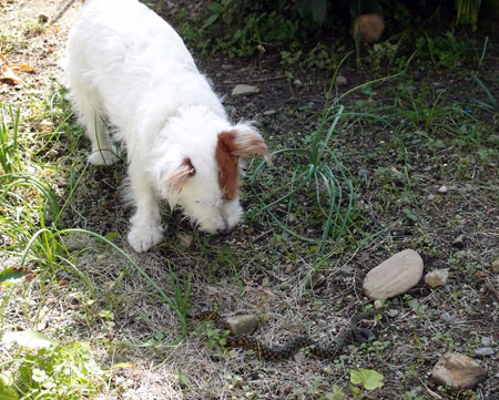 ジャックvsヤマカガシ