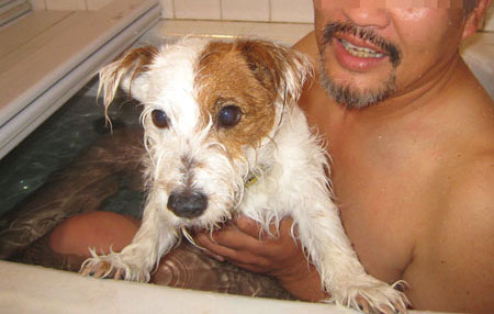 ジャックラッセルテリア