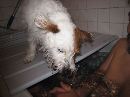 ジャックラッセルテリア